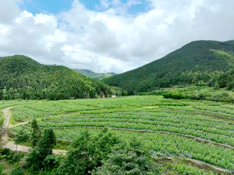 ​Certified Organic Cultivation Base​