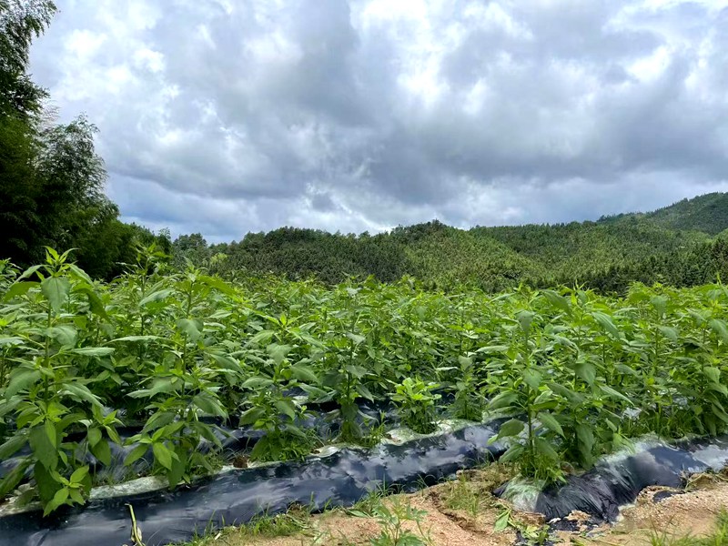 ​Certified Organic Cultivation Base​