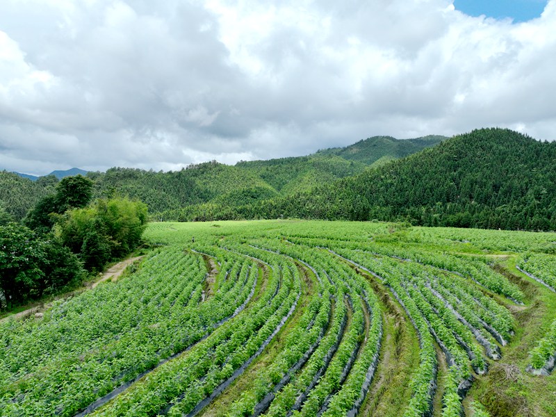 ​Certified Organic Cultivation Base​