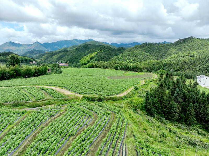 ​Certified Organic Cultivation Base​