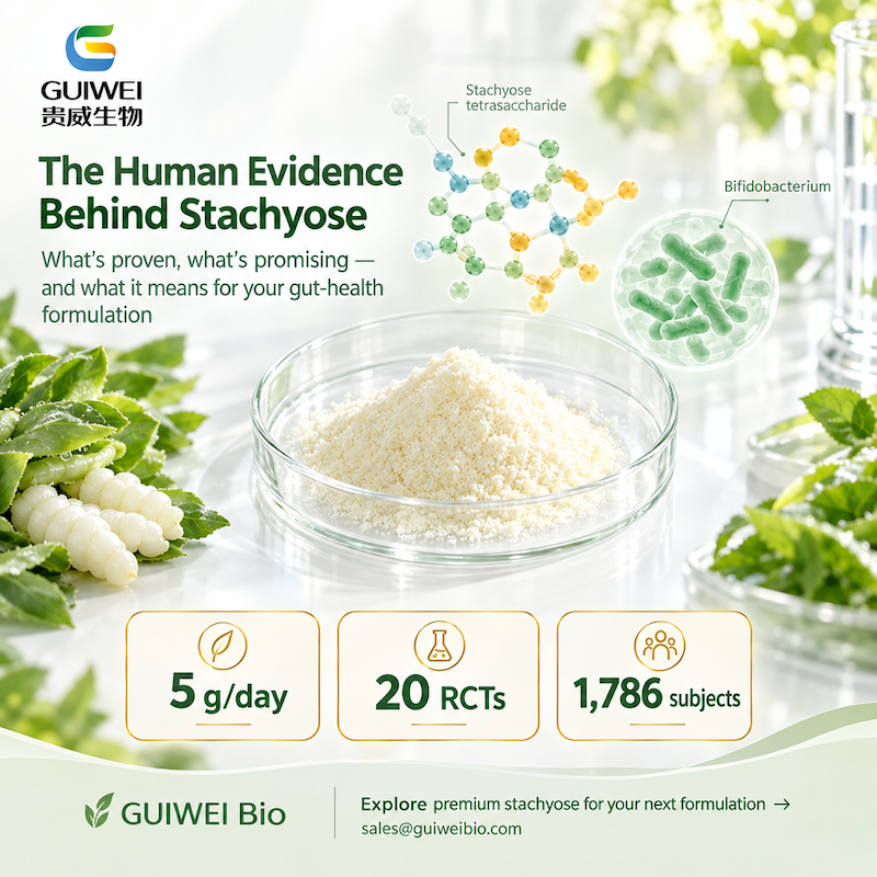 The Human Evidence Behind Stachyose: What's Proven for Gut Health
